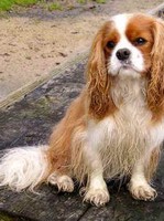 RN_Dog_Cavalier_King_Charles_Spaniel_1.jpg